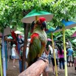 Hotel_Pigeon_Forge_Parrot-Mountain-and-Gardens